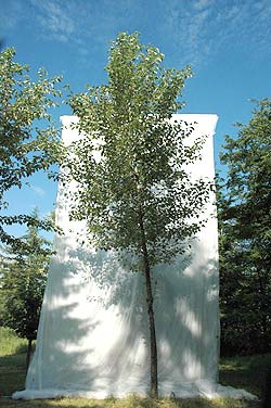 Populus trichocarpa Poca. Opbygningsbeskåret. Foto 2005