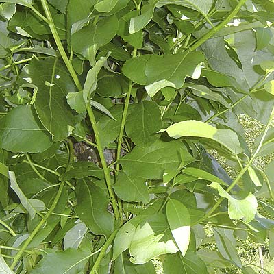 Populus trichocarpa Poca. Løv. Foto 2005