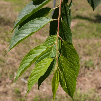 Prunus maackii Amber Shade.Blade. 2011