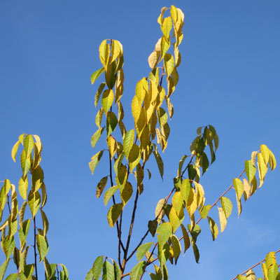 Prunus maackii Amber Shade. Farve. 2011