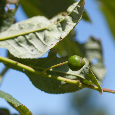 Prunus Padus. Frugt. 2011