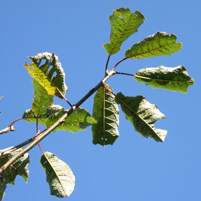 Prunus Padus Watereri. Blade. 2011