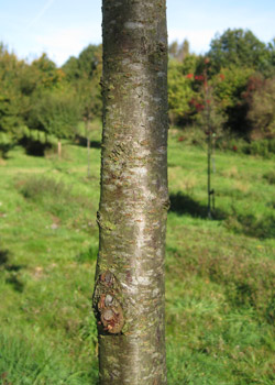 Prunus Serrulata Amanogawa. Bark. 2011