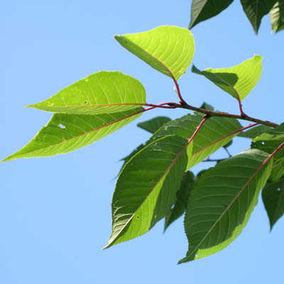 Prunus serrulata Kanzan. Blade. 2011