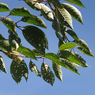 prunus_subhirtella_accolade_bark_2011