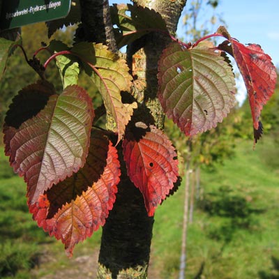 Prunus x hillieri Spire. Farve. 2011