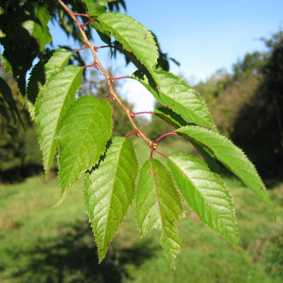 Prunus x Subhirtella. Blade. 2011.