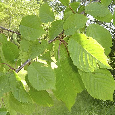 Prunus avium. Løv. Foto 2005