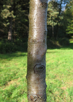 Pyrus Nivalis. Bark. 2011