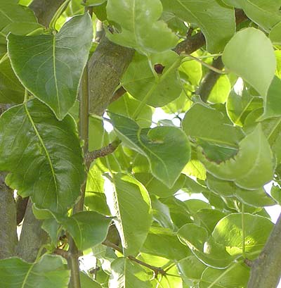 Pyrus caucasica. Løv. Foto 2005