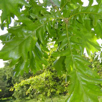 Quercus frainetto. Løv. Foto 2005