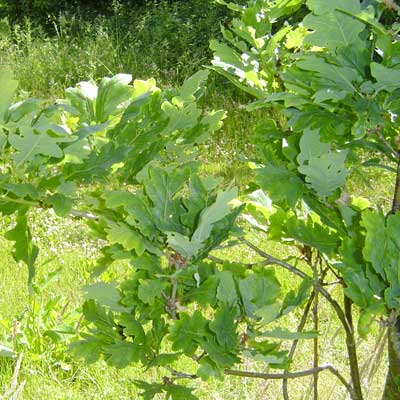 Quercus robur Fastigiata. Løv. Foto 2005