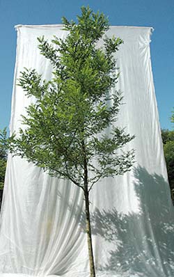 Robinia pseudoacacia Bessoniana. Opbygningsbeskåret. Foto 2005