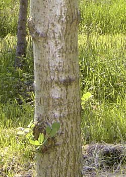 Robinia pseudoacacia Bessoniana. Bark. Foto 2005