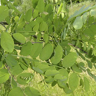 Robinia pseudoacacia Bessoniana. Løv. Foto 2005