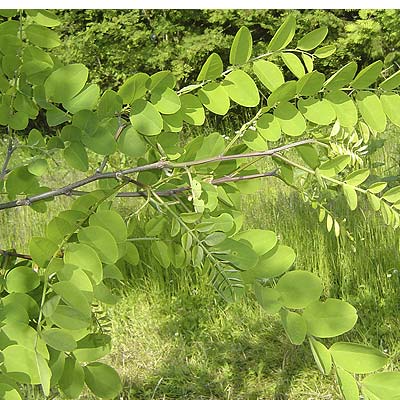 Robinia pseudoacacia. Løv. Foto 2005