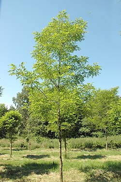 Robinia pseudoacacia Nyirsegi. Opbygningsbeskåret. Foto 2005