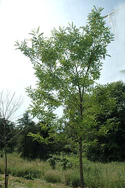 Robinia pseudoacacia Nyirsegi. Ubeskåret. Foto 2005