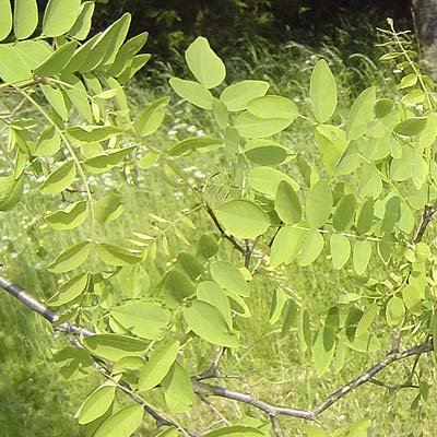 Robinia pseudoacacia Nyirsegi. Løv. Foto 2005