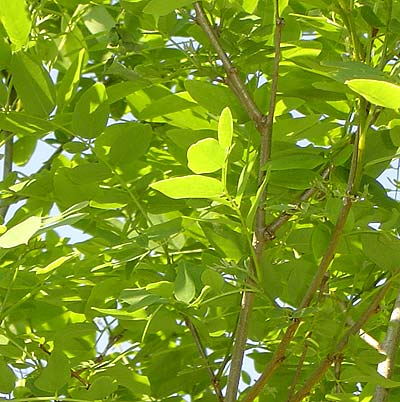 Robinia pseudoacacia Umbraculifera. Løv. Foto 2005