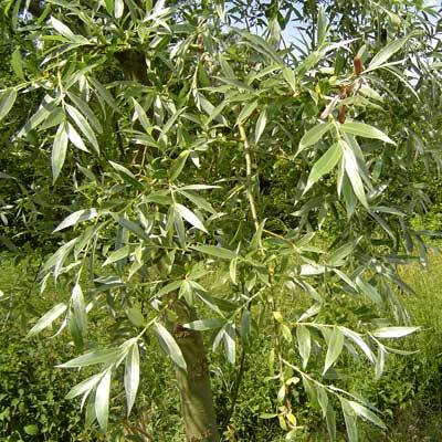 Salix alba Liempde. Løv. Foto 2005