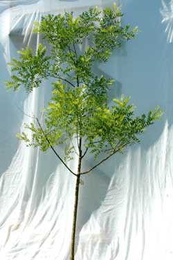 Sophora japonica. Opbygningsbeskåret. Foto 2005