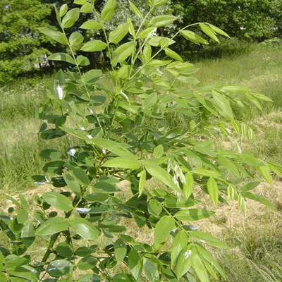 Sophora japonica. Løv. Foto 2005