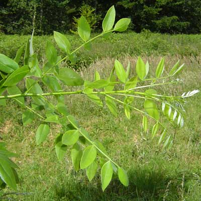 Sophora japonica Regent. Løv. Foto 2005