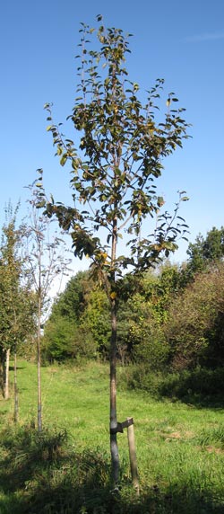 Sorbus Alnifolia Frida. 2011