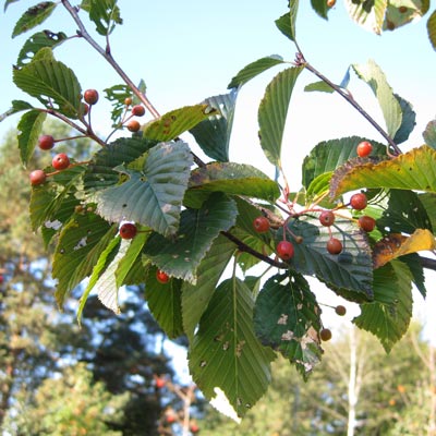 Sorbus Alnifolia Frida. Blade. 2011