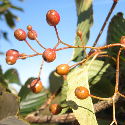 sorbus_alnifolia_frida_frugt_2011