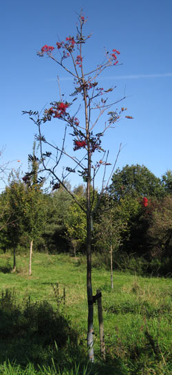 Sorbus Americana. 2011.