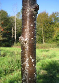 Sorbus Americana. Bark. 2011.