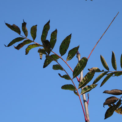 Sorbus Americana. Blade. 2011.