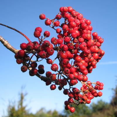 Sorbus Americana. Frugt. 2011.