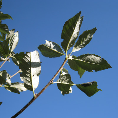 Sorbus Aria Magnifica. Blade. 2011