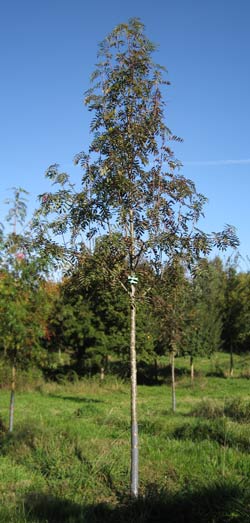 Sorbus Aucuparia. 2011