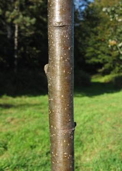 sorbus_aucuparia_fastigiata_bark_2011