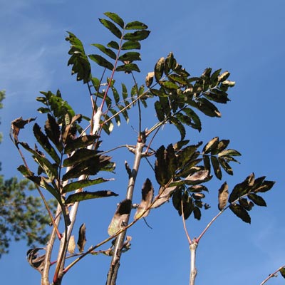 sorbus_aucuparia_fastigiata_blade_2011