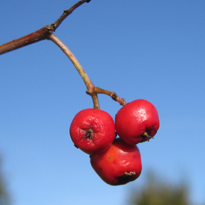 Sorbus Aucuparia. Frugt. 2011