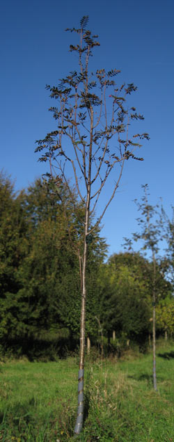 Sorbus Aucuparia Sheerwater Seedling. 2011