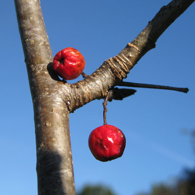 Sorbus Aucuparia Sheerwater Seedling. Frugt. 2011