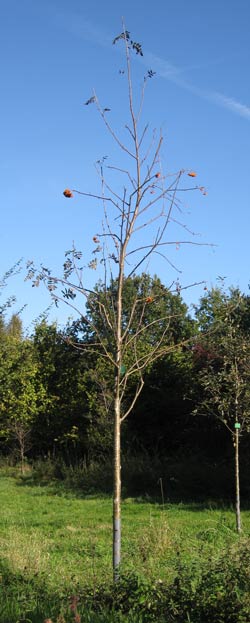 Sorbus Aucuparia Xanthocarpa. 2011