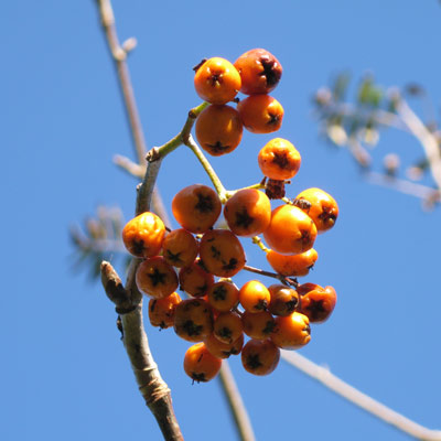 Sorbus Aucuparia Xanthocarpa. Frugt. 2011.