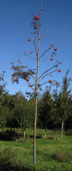 Sorbus Commixta. 2011