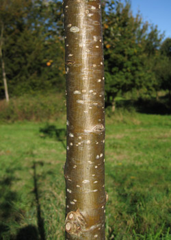 Sorbus Commixta. Bark. 2011