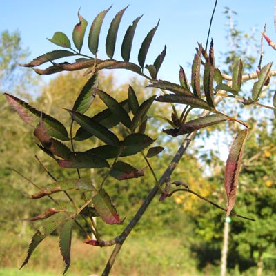 Sorbus Commixta. Blade. 2011