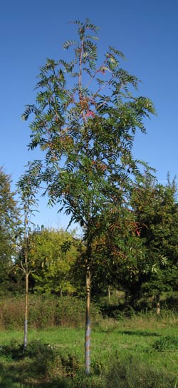 Sorbus Commixta Dodong. 2011