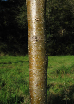 Sorbus Commixta Dodong. Bark. 2011