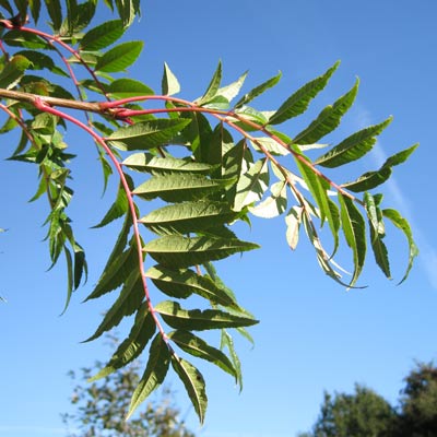 Sorbus Commixta Dodong. Blade. 2011